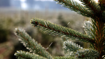 Weihnachtsbäume kaum teurer im Krisenjahr