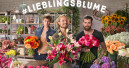 Die Rose ist die beliebteste Blume