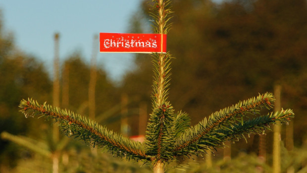 In Deutschland wurden 2015 rund 100.000 Christbäume mehr verkauft als im Vorjahr. Foto: Pixabay In Deutschland wurden 2015 rund 100.000 Christbäume mehr verkauft als im Vorjahr. Foto: Pixabay