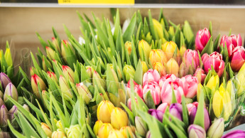 Aldi verkauft bald nur noch nachhaltige Blumen und Pflanzen