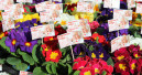 Schenken statt schreddern: Sagaflor-Partner spenden Blumen