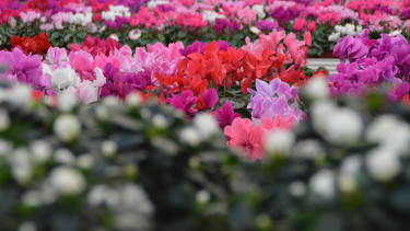 Gartenhandel im ersten Quartal nur knapp über Vorjahr