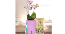 Pflegeset für Orchideen