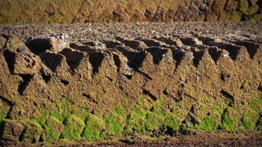 IVG kritisiert Aussagen des Niedersächsischen Umweltministeriums