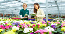 Beet- und Balkonbetriebe erwarten positive Entwicklung