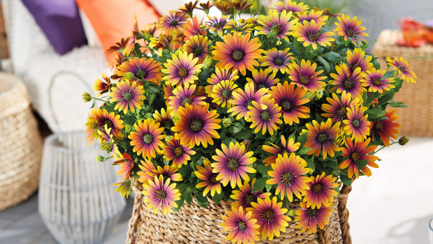 Selecta one, FleuroStar Award Gewinner, Osteospermum Purple Sun