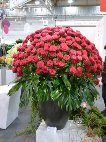Unangefochten die Nummer eins unter den Schnittblumen ist die Rose. Foto: Grimminger
Unangefochten die Nummer eins unter den Schnittblumen ist die Rose. Foto: Grimminger