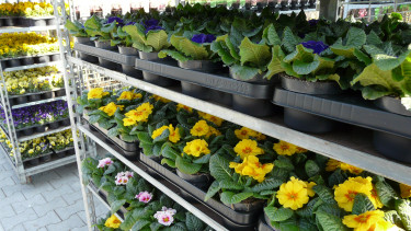 Gartenhandel schließt das erste Quartal mit plus 5,3 Prozent ab