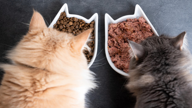 Der Markt für Katzenfutter ist im Jahr 2025 um 1,3 Prozent gestiegen.&nbsp;