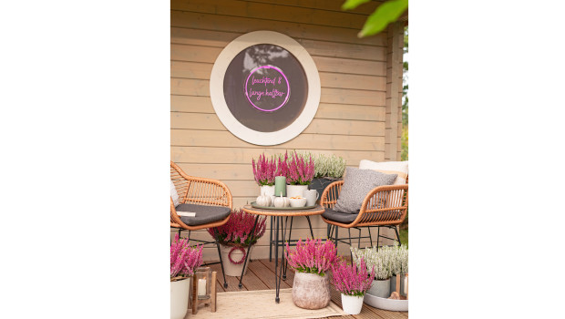 Gardengirls, Calluna-Sortiment Gardengirls, Calluna-Sortiment