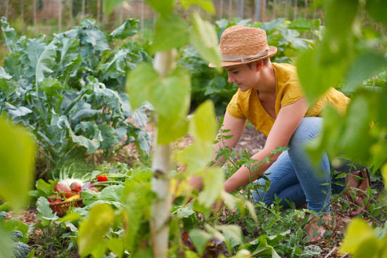 Eigenes Obst und Gemüse ernten, sich mit der Natur verbunden fühlen: Den Mietgarten-Kunden geht es auch um Gesundheit.