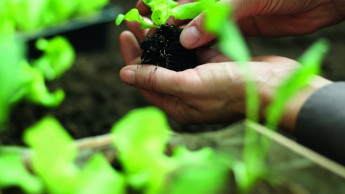 Hornbach führt Qualitätssiegel für seine Floraself-Pflanzen ein