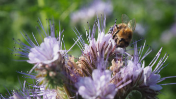 Vor allem den Älteren und den Städtern ist Artenvielfalt im Garten wichtig