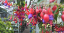 Garten- und Heimtierhandel im Mai wieder rückläufig
