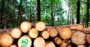 „Charta für Holz 2.0“ stärkt Bedeutung von zertifiziertem Holz