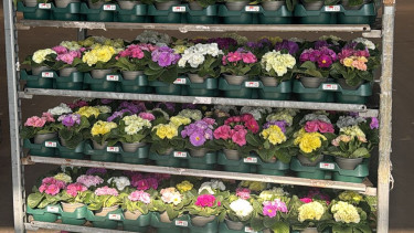 DUH fordert sofortigen Umstieg auf Mehrwegpaletten