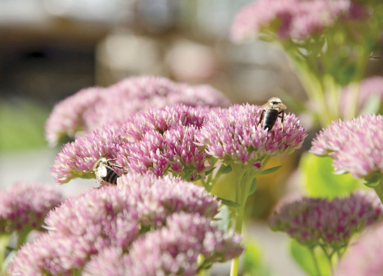 Wildgärten, Wildkräuter und andere Maßnahmen zur Förderung der Biodiversität werden auch zur Entlastung bei der Gartenarbeit genutzt. Wildgärten, Wildkräuter und andere Maßnahmen zur Förderung der Biodiversität werden auch zur Entlastung bei der Gartenarbeit genutzt.