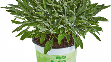 Bio auf der ganzen Linie