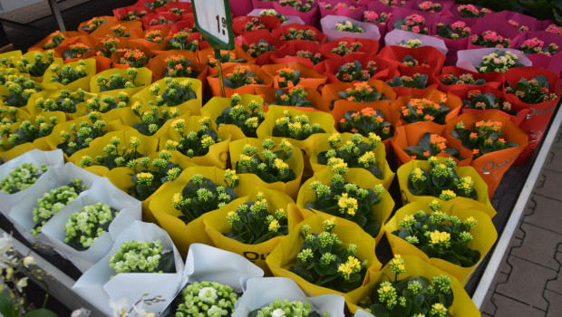 Der grüne Markt hat 2015 um 1,5 Prozent zugelegt. Während Indoorpflanzen leicht verloren haben, gab es bei Outdoorpflanzen Zuwächse über dem Marktdurchschnitt.