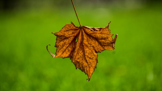 Die Trockenheit 2018 hat deutlich auf die Stimmung der IVG-Mitglieder durchgeschlagen, wie eine aktuelle Befragung des Verbandes zeigt. [Bild: pixabay/fernandozhiminaicela]