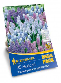 Kiepenkerl, Muscari-Mischung