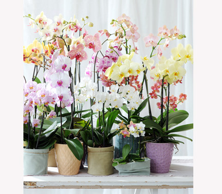 Phalaenopsis Phalaenopsis