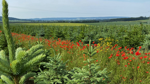 Blühstreifen und ein vielseitiger Begleitwuchs bieten Insekten ein ideales Habitat, was wiederum seltene Vogelarten anlockt, die in den Kulturen ihre Brutplätze finden.