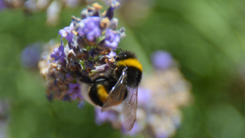 Toom lässt Pflanzen von Insektenexperten prüfen