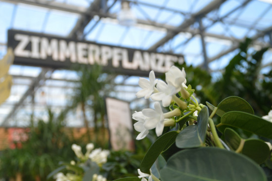 Das Marktvolumen Grün Indoor hat 2021 noch einmal zugelegt.