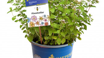 Grüner blauer Topf