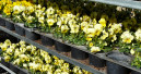Globus Baumarkt beteiligt sich an Euro Plant Tray