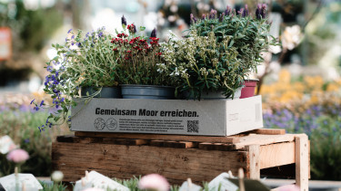 Obi setzt auf nachhaltige Verpackung bei Pflanzen