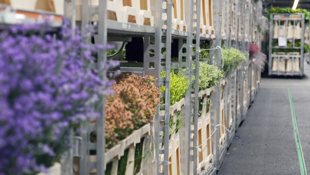 Royal Flora-Holland vermarktet Blumen und Pflanzen an verschiedene Vertriebskanäle.