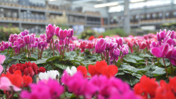 Garten und Heimtier im Oktober rückläufig Garten und Heimtier im Oktober rückläufig
