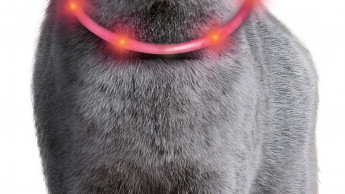 Leuchthalsband für Katzen