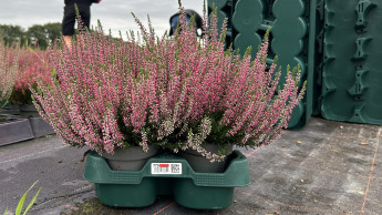 Produktion der Euro Plant Trays hat begonnen