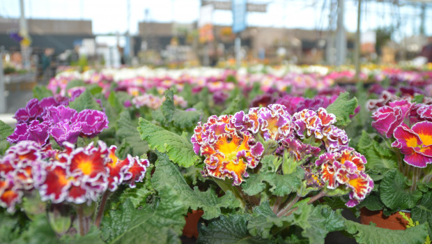 Das ZDF hat Gartencenter und Gartenabteilungen von Baumärkten besucht und strahlt nun einen "großen Gartencenter-Check" aus.