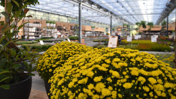 Umsatzstatistik des Gartenhandels verschlechtert sich im Oktober