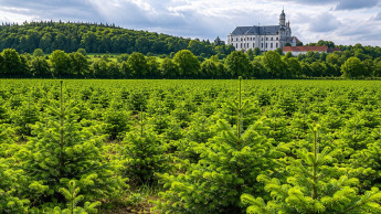 Weihnachtsbäume werden 2026 etwas teurer