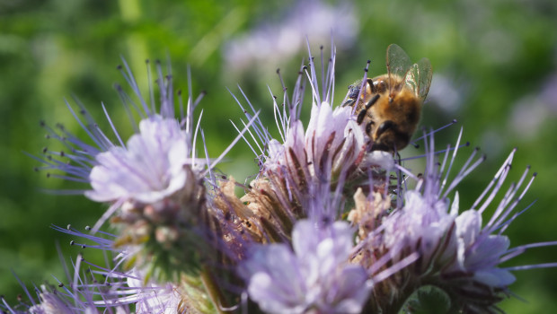 Eine Mehrheit der Hobbygärtner will, dass sich Nützlinge in ihrem Garten wohlfühlen.