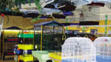 Zufriedenes Schnurren