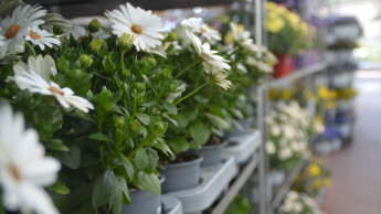 Bereich Garten und Heimtier fällt weiter zurück