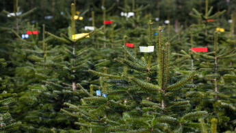 Keine Lieferengpässe und Preissteigerungen bei Weihnachtsbäumen