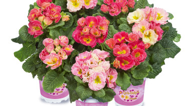 Rosen-Primeln ‘Girl´s Delight‘