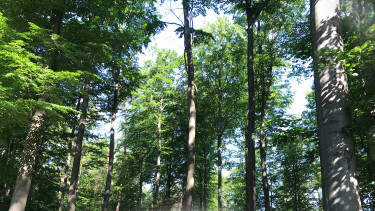 Windhager unterstützt Baumpflanzaktion