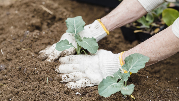 Corona hat der Gartenbranche einen Schub gegeben. 