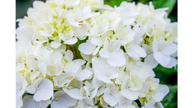 Das Beet trägt dieses Jahr Weiß