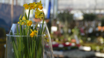 Blumen und Pflanzen: Händler, Produzenten und Vermarkter arbeiten zusammen